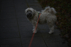 Litz_ROB_7065_2025-12-29-09.45.38