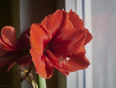 Fensterbrett Pflanzen im Winter