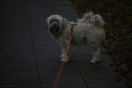 Litz_ROB_7065_2025-12-29-09.45.38