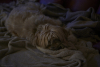 Litz_ROB_7060_2025-12-29-09.39.40
